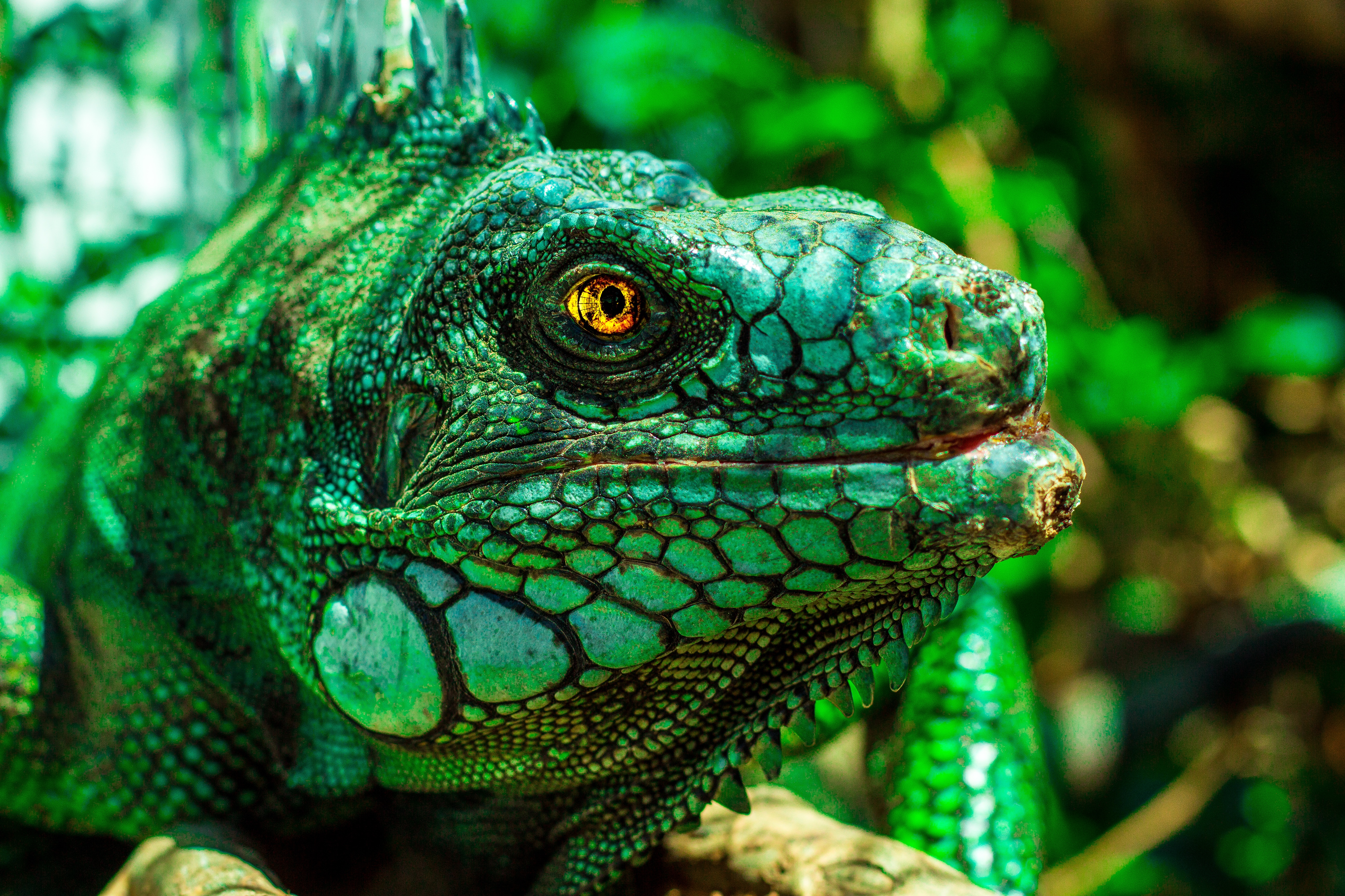Animal Iguana 4k Ultra HD Wallpaper