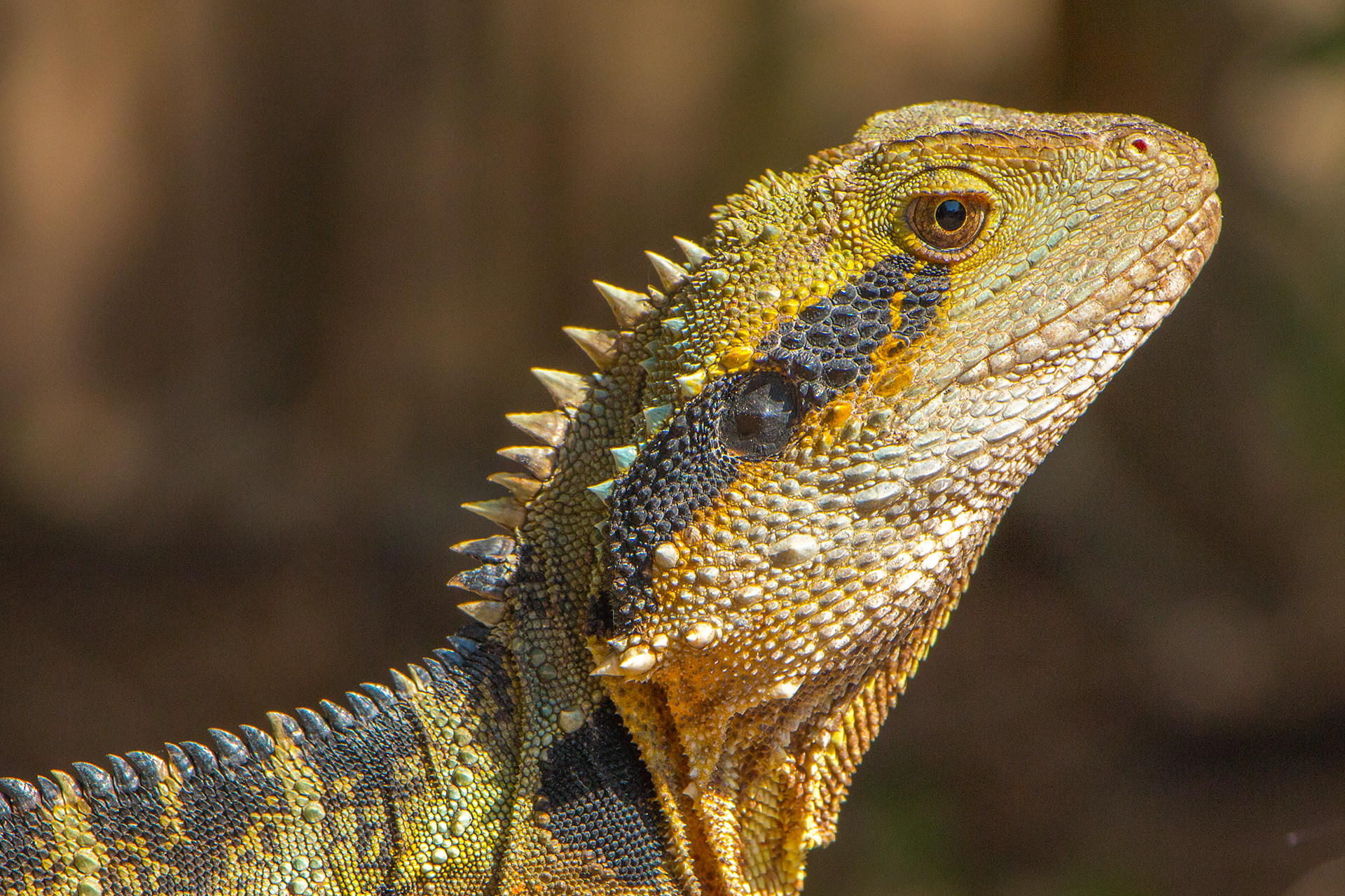 download-eastern-water-dragon-blur-close-up-reptile-lizard-animal-water