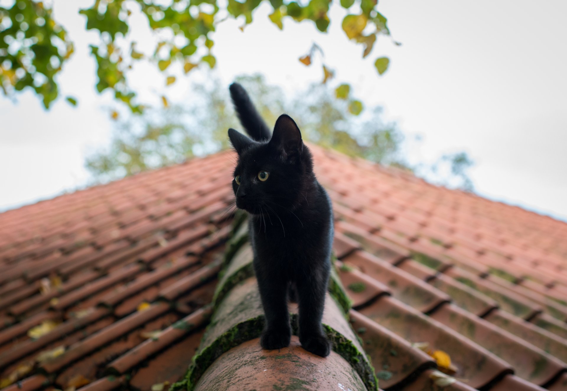 A sharp 4K Ultra HD image of a black kitten standing on a roof ridge, captured with a shallow depth of field highlighting the baby animal against a blurred leafy background.