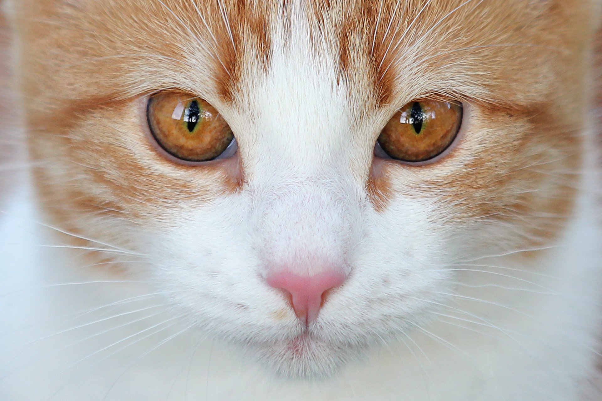 Close-up HD desktop wallpaper of an orange and white cat with intense amber eyes and a pink nose.