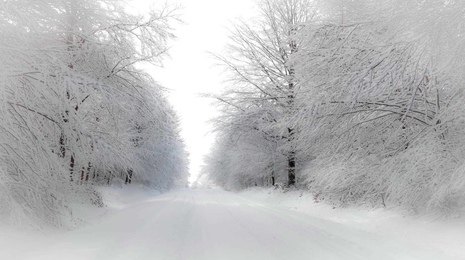 Download White Forest Road Snow Tree Nature Winter HD Wallpaper