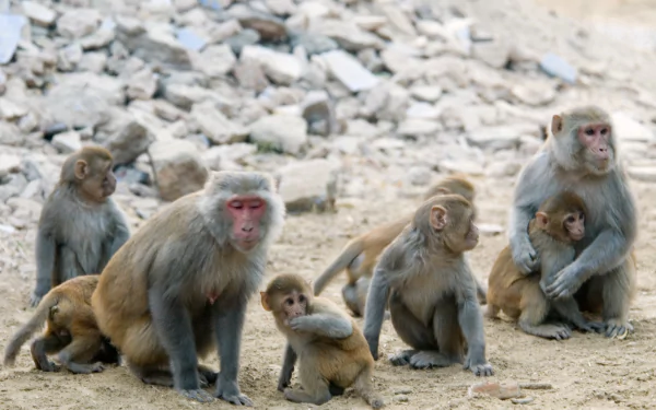 2K Quad HD desktop wallpaper of rhesus macaque monkeys with baby macaques huddled on rocky ground — primate, macaque, animal scene.