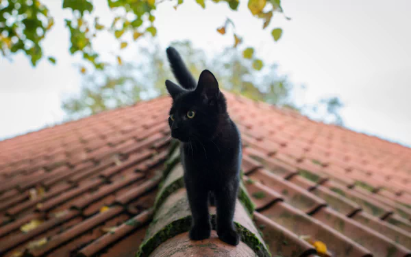 A sharp 4K Ultra HD image of a black kitten standing on a roof ridge, captured with a shallow depth of field highlighting the baby animal against a blurred leafy background.