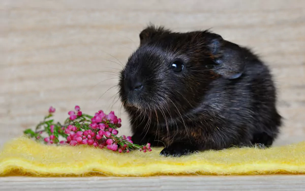 rodent Animal guinea pig HD Desktop Wallpaper | Background Image