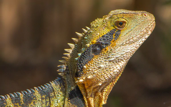  Australian Water Dragon by Dylan O’Donnell