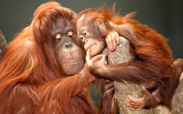 primate monkey baby animal Animal Orangutan HD Desktop Wallpaper | Background Image