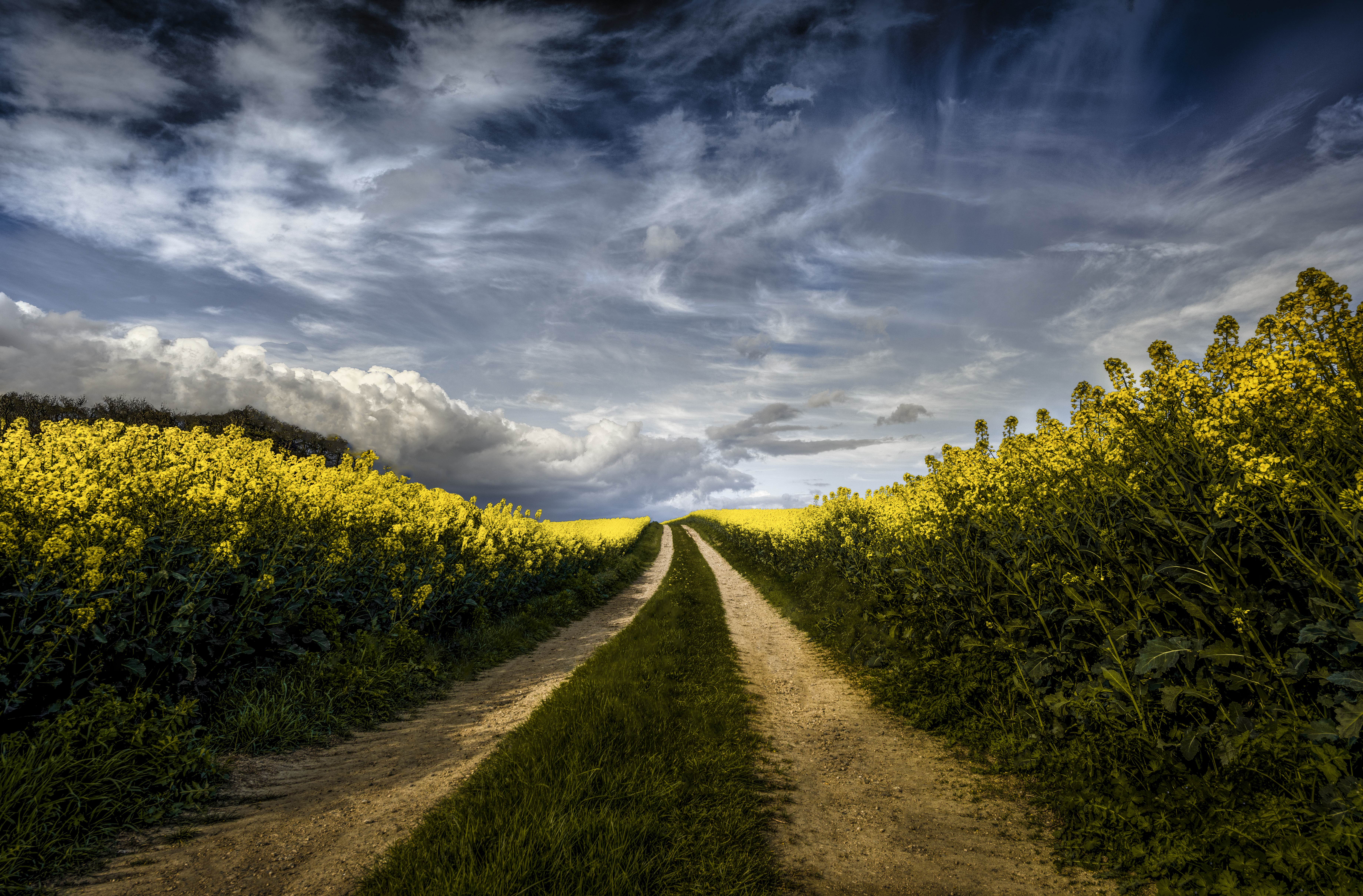 Path through Rapeseed Field by Paul Benns