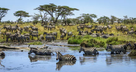 savanna Animal zebra HD Desktop Wallpaper | Background Image
