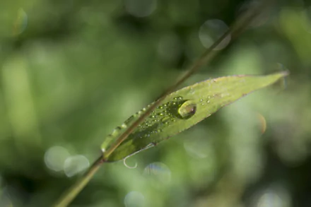  dew drop