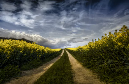 5K Ultra HD PC desktop wallpaper: a dirt path through blooming yellow rapeseed fields under a dramatic, cloudy sky.