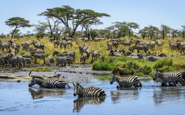 savanna Animal zebra HD Desktop Wallpaper | Background Image