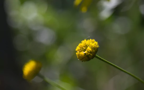 yellow bud