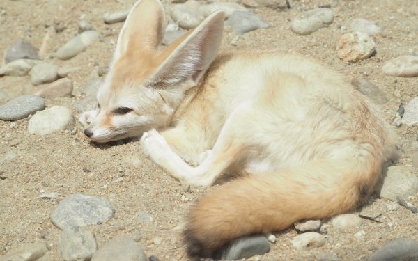 Animal Fennec Fox Fox Zoo Resting Sand Mammal HD Wallpaper | Background Image
