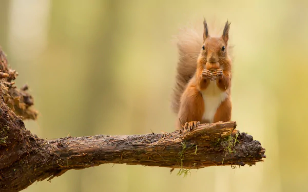 eating rodent Animal squirrel HD Desktop Wallpaper | Background Image