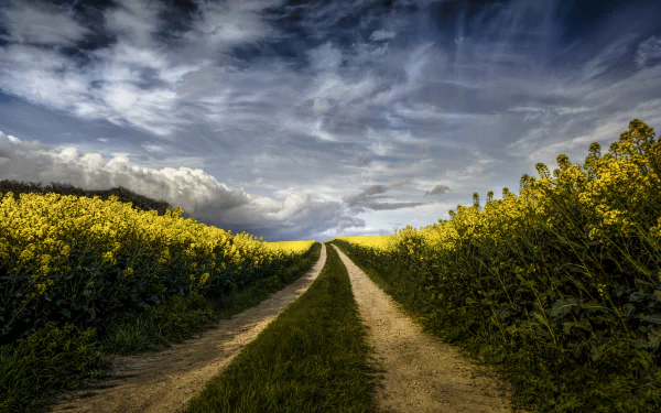 5K Ultra HD PC desktop wallpaper: a dirt path through blooming yellow rapeseed fields under a dramatic, cloudy sky.