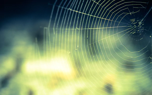 macro photography spider web HD Desktop Wallpaper | Background Image