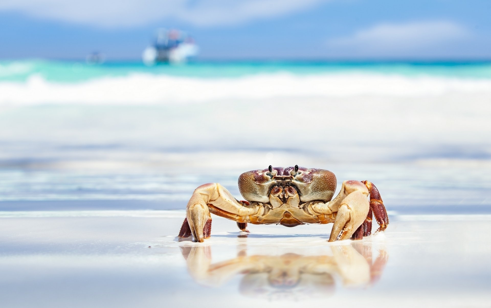 Download Depth Of Field Crustacean Beach Animal Crab HD Wallpaper