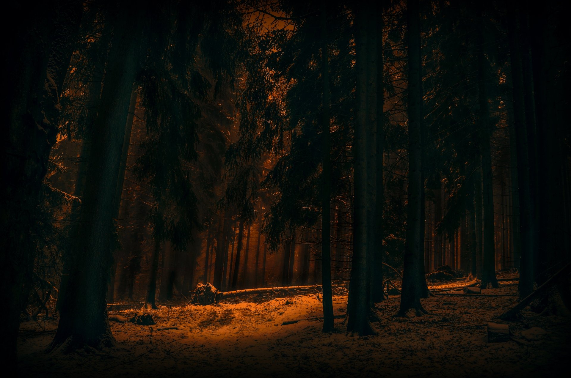 4K Ultra HD Winter Forest: Dark Trees in Nature's Silent Embrace, image size:1920x1272