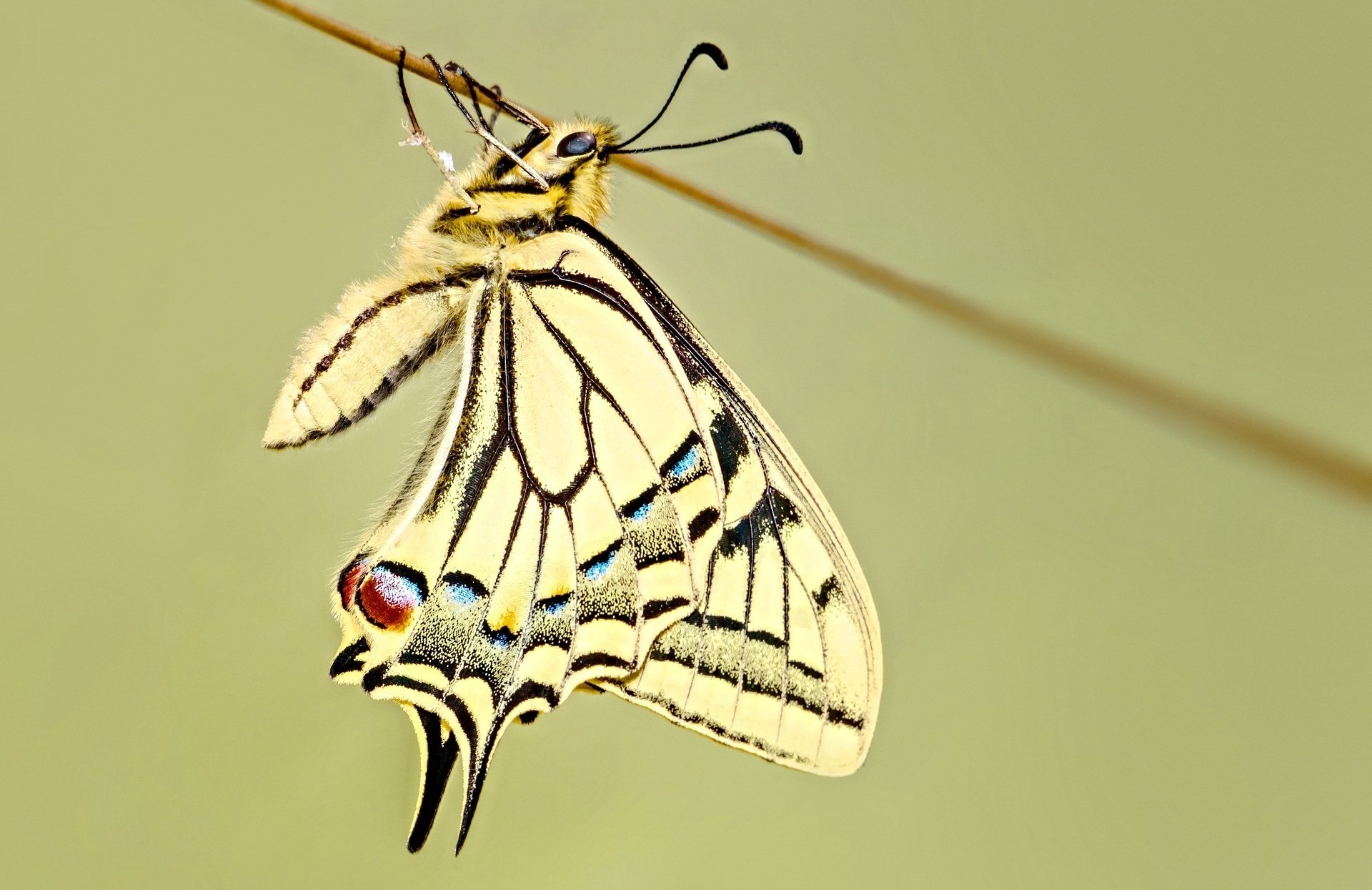 Close-up minimalist HD wallpaper of a swallowtail butterfly with delicate wings against a simple, soft background.