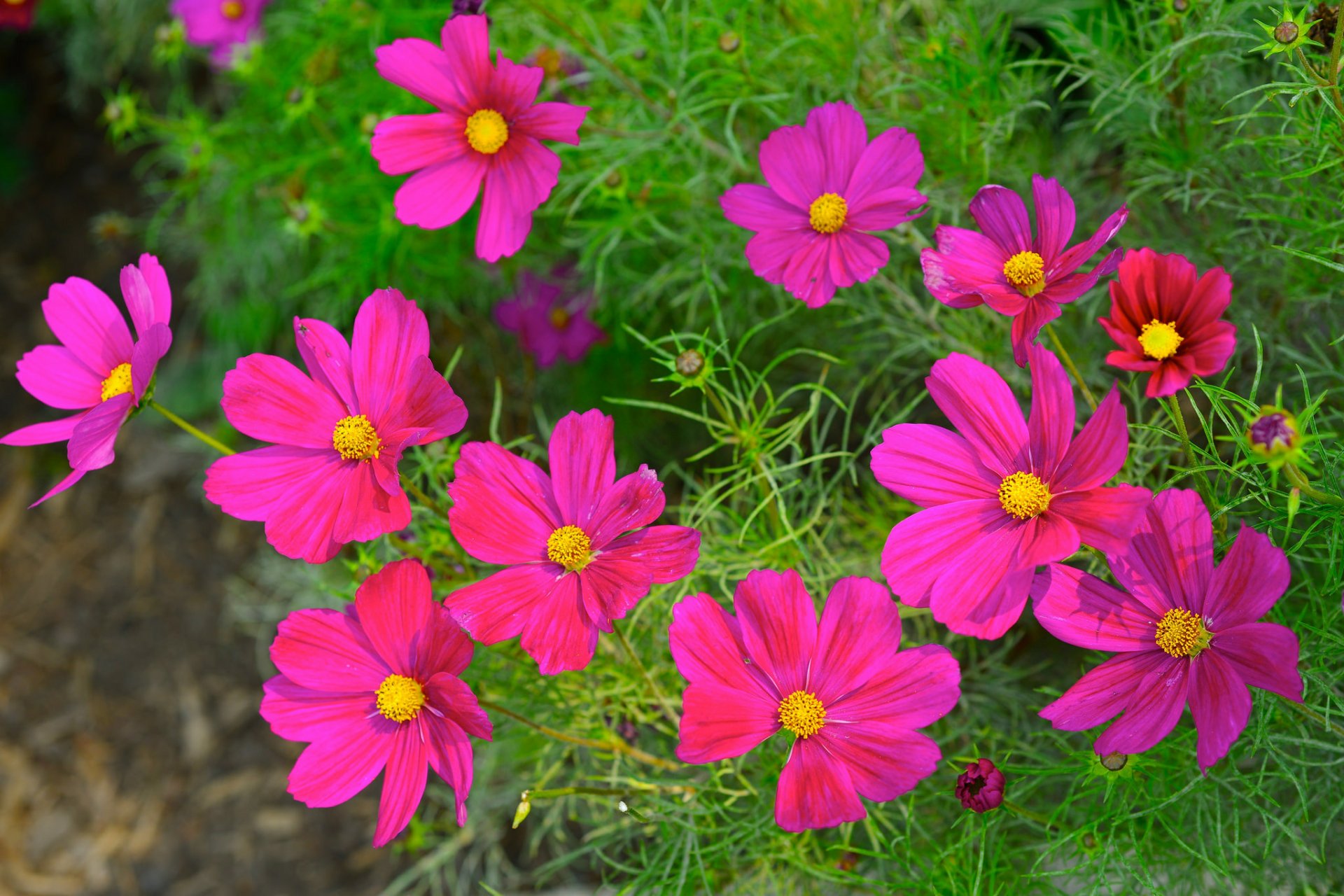 Pink Cosmos