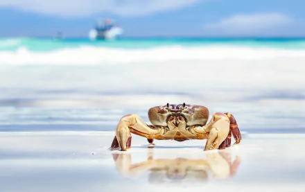 depth of field crustacean beach Animal crab HD Desktop Wallpaper | Background Image