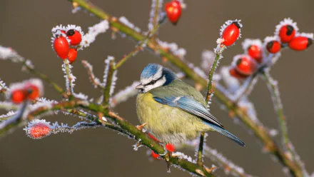  Eurasian Blue Tit (cyanistes caeruleus)