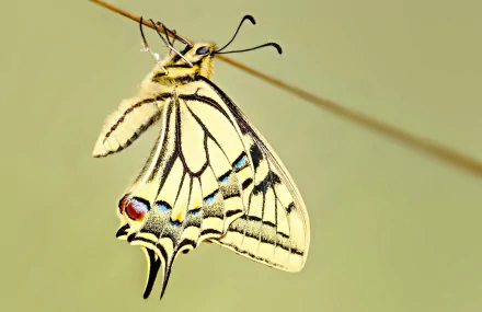 Close-up minimalist HD wallpaper of a swallowtail butterfly with delicate wings against a simple, soft background.