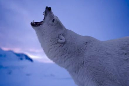  Polar Bear Roar