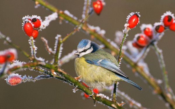 Animal Titmouse Birds Passerines Bird Berry Branch Frozen Eurasian Blue Tit HD Wallpaper | Background Image