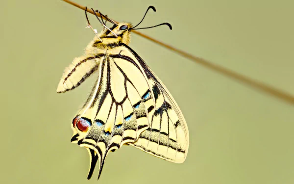 Close-up minimalist HD wallpaper of a swallowtail butterfly with delicate wings against a simple, soft background.