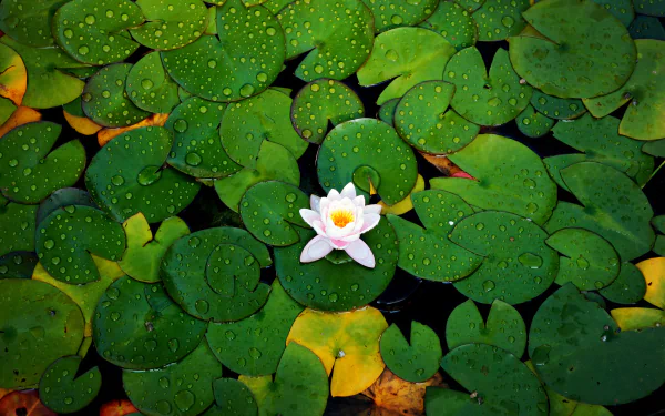 A HD desktop wallpaper featuring a serene nature scene with a delicate white water lily flower surrounded by green lily pads covered in water droplets.