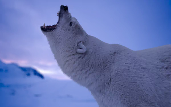  Polar Bear Roar