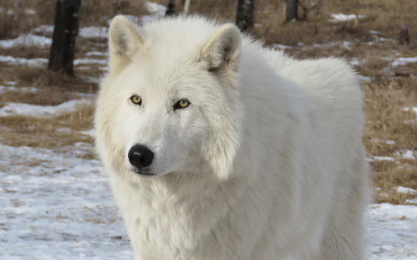 HD desktop wallpaper featuring a majestic Arctic wolf standing in a snowy, wooded landscape.