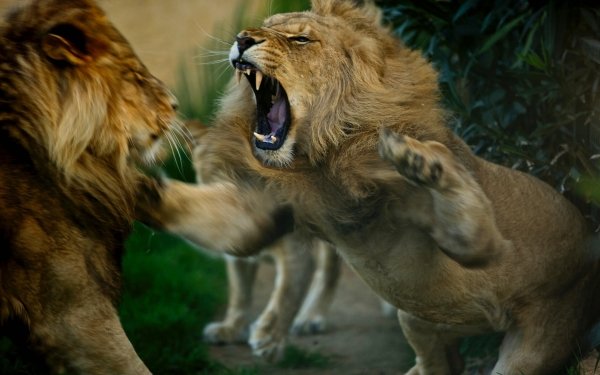 Animal Lion Cats Fight HD Wallpaper | Background Image
