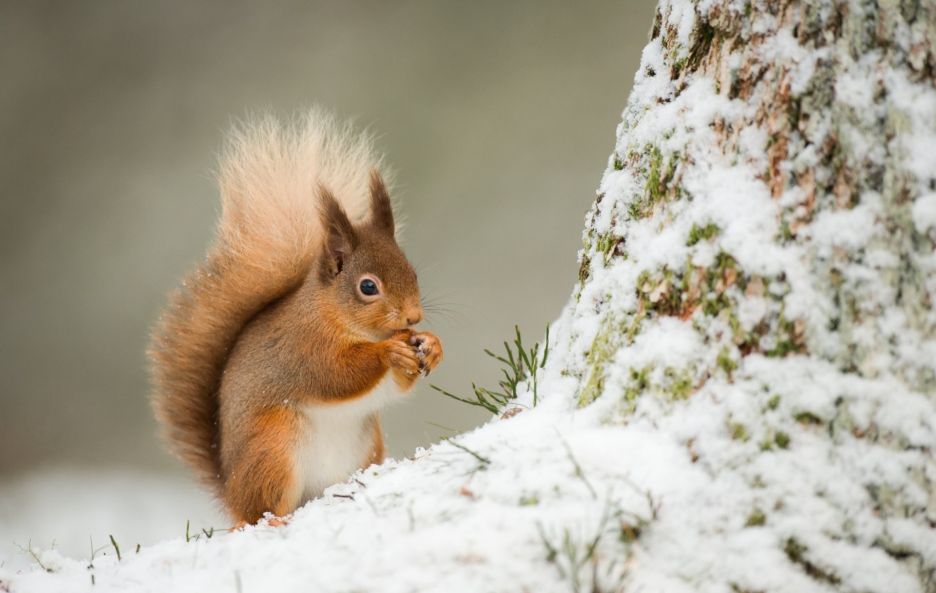 A squirrel enjoys a snack in a snowy winter scene, poised beside a tree, capturing the serene beauty of nature in a stunning HD wallpaper.