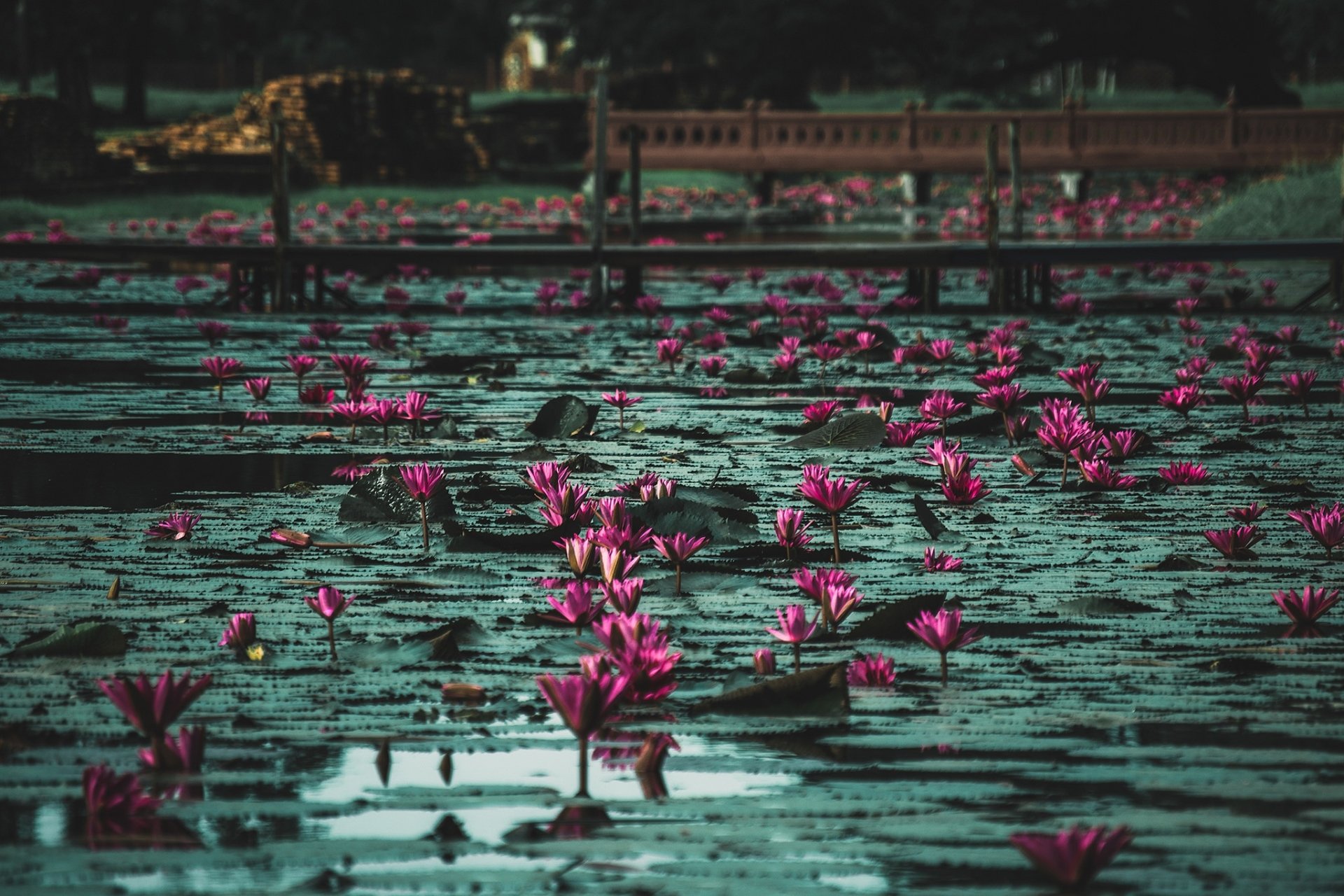 Download Park Pink Flower Nature Flower Water Lily HD Wallpaper