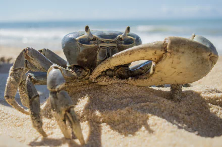 crustacean depth of field sea life sand Animal crab HD Desktop Wallpaper | Background Image