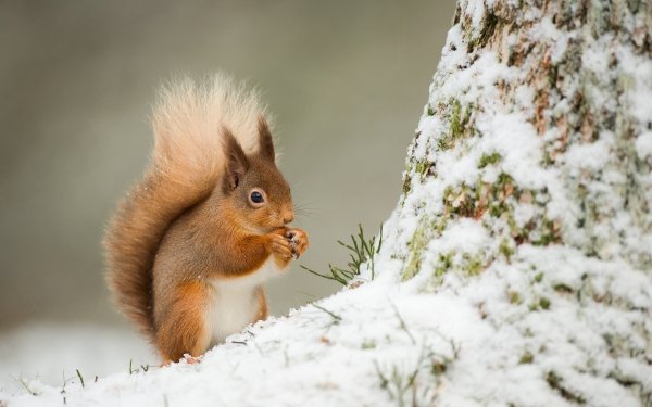 Animal Squirrel Rodent Wildlife Snow Winter Eating HD Wallpaper | Background Image
