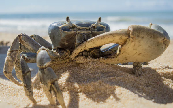 crustacean depth of field sea life sand Animal crab HD Desktop Wallpaper | Background Image