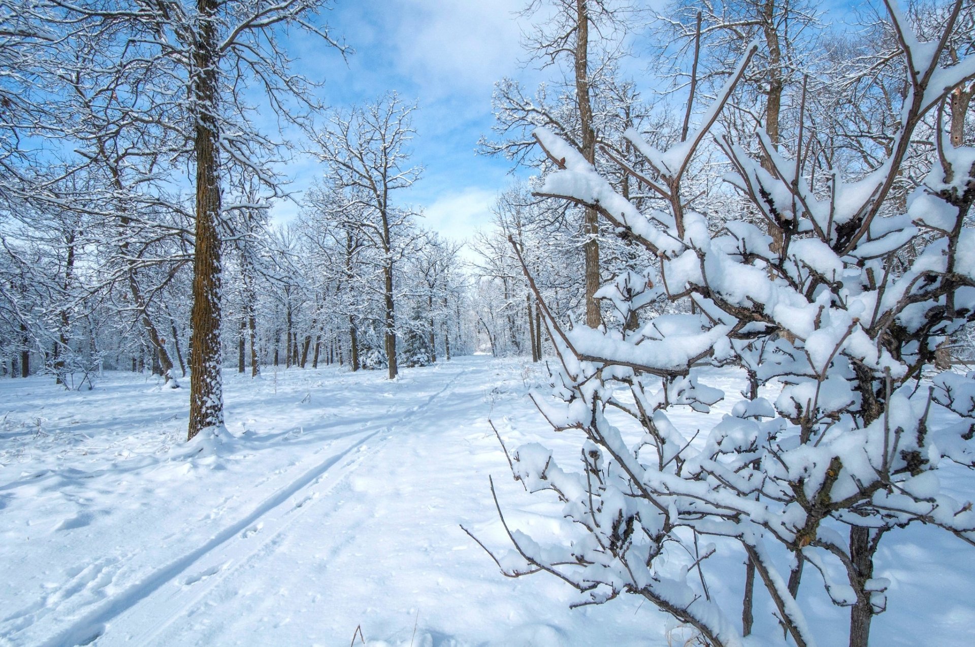 Download Path Forest Snow Nature Winter HD Wallpaper | 2048x1360 ...
