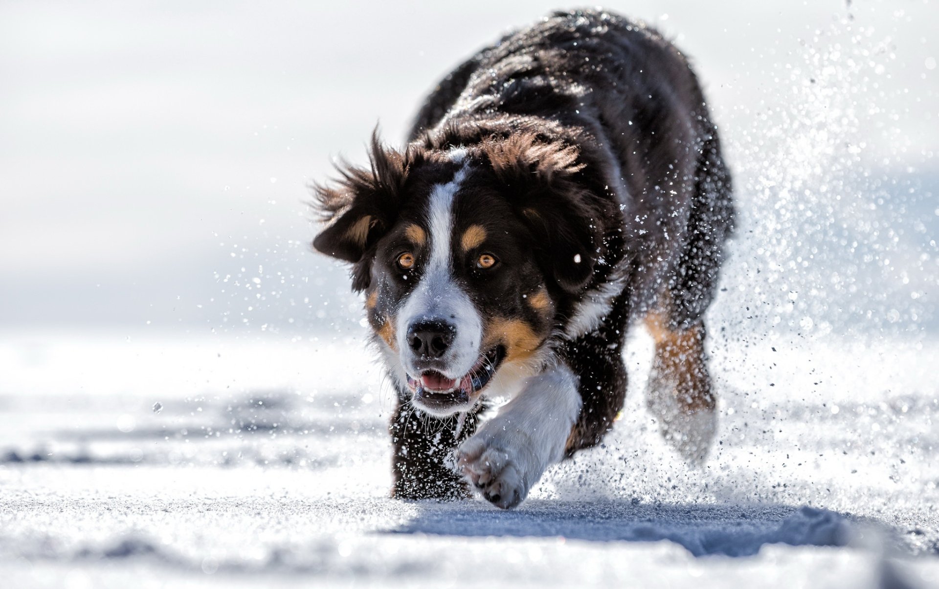 Download Bernese Mountain Dog Snow Dog Animal Sennenhund Winter Animals HD Wallpaper