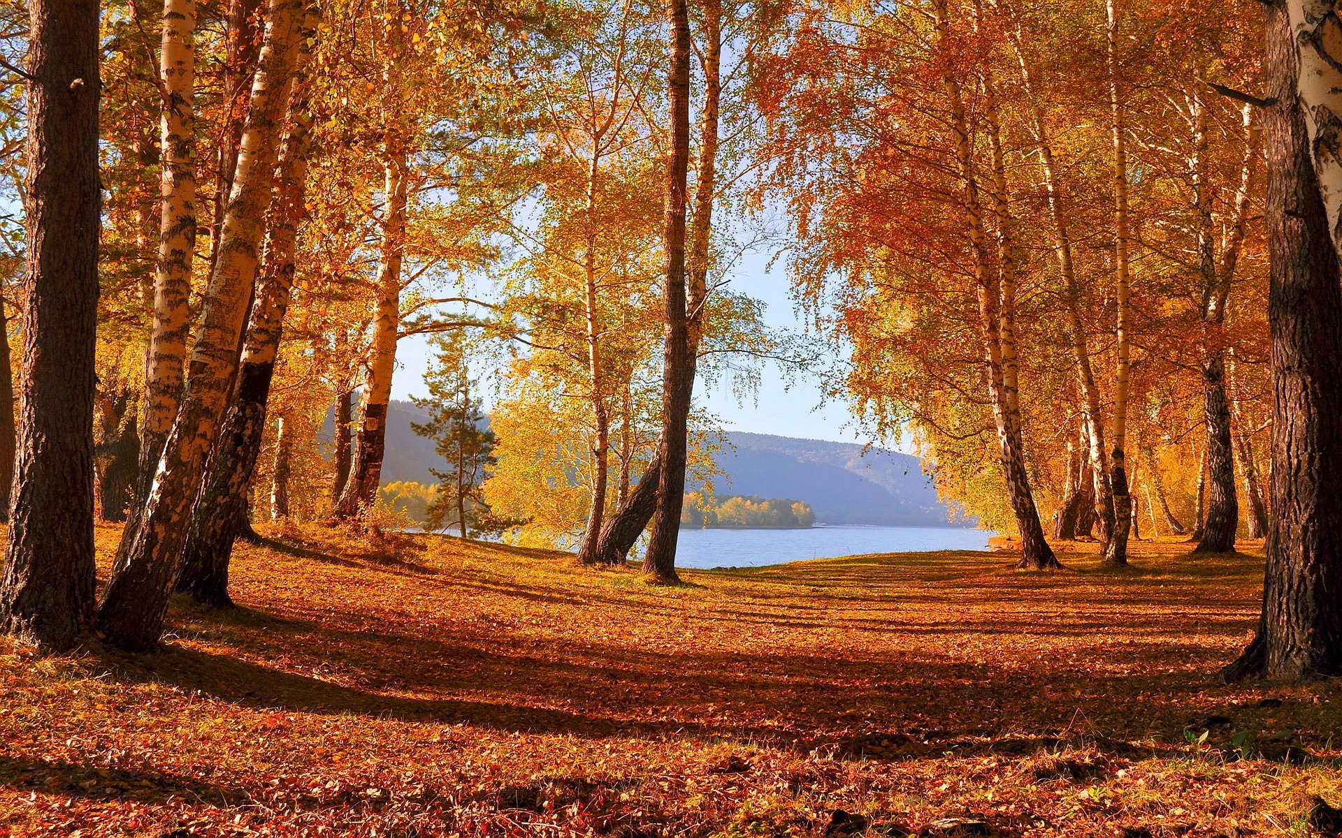 HD desktop wallpaper of a serene forest in fall, featuring trees with golden leaves, a carpet of fallen leaves, and a glimpse of a distant lake under a clear blue sky.