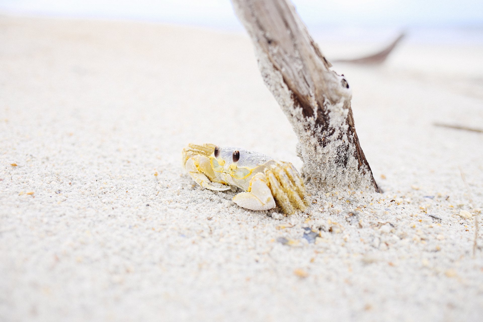 Download Sea Life Sand Crustacean Animal Crab HD Wallpaper
