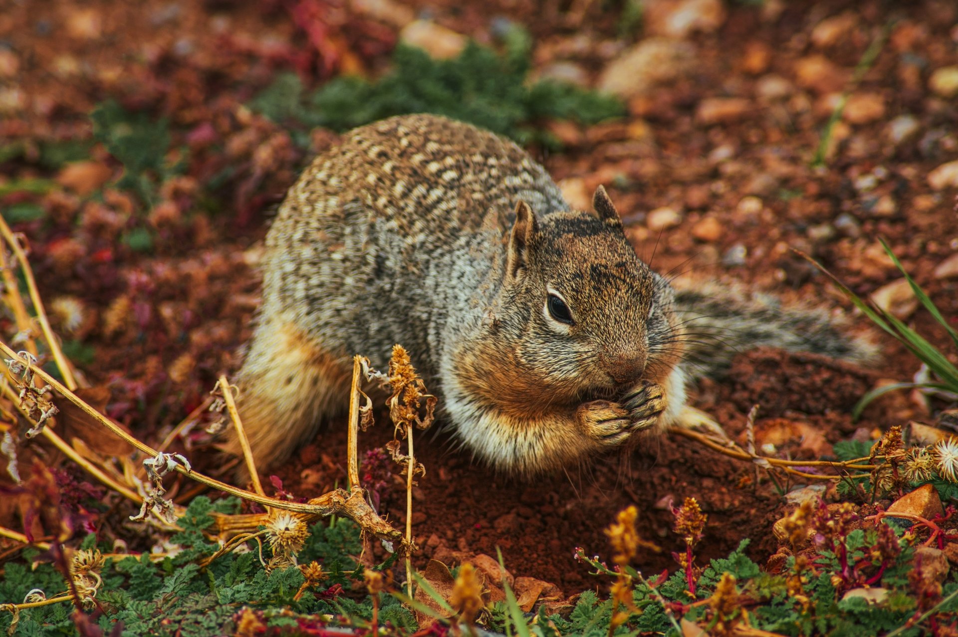 Download Eating Rodent Animal Squirrel 4k Ultra HD Wallpaper
