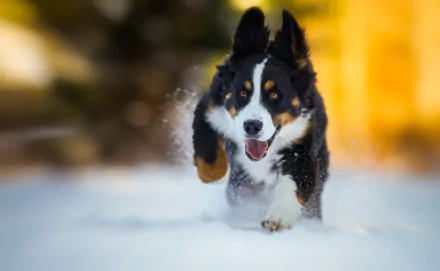 HD PC desktop wallpaper of a joyful Bernese Mountain Dog (Sennenhund) animal running through snow, motion blur background, close-up action shot.