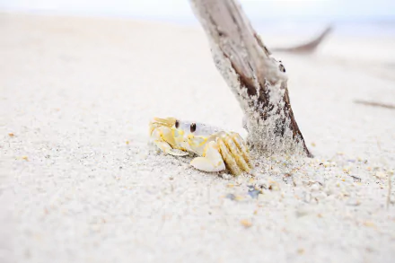 sea life sand crustacean Animal crab HD Desktop Wallpaper | Background Image