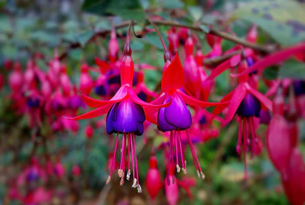 Close-up of vibrant fuchsia flowers with purple petals and red sepals, captured in HD as a nature-themed PC desktop wallpaper and background.