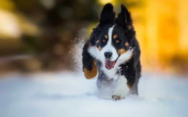 HD PC desktop wallpaper of a joyful Bernese Mountain Dog (Sennenhund) animal running through snow, motion blur background, close-up action shot.