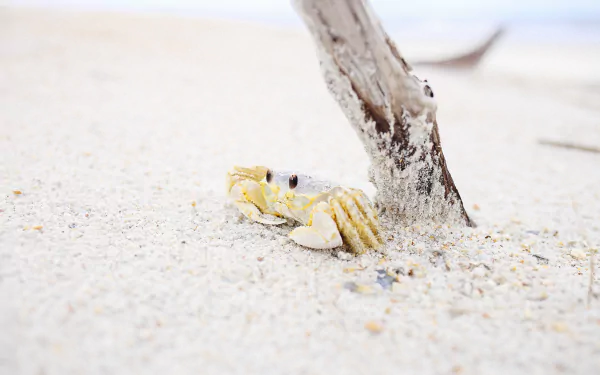 sea life sand crustacean Animal crab HD Desktop Wallpaper | Background Image