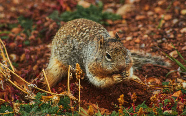 eating rodent Animal squirrel HD Desktop Wallpaper | Background Image